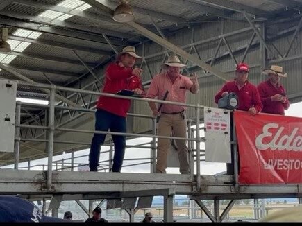 Elders livestock agents and auctioneers, Daniel Morice, Allan Perry, Chris Cusick and Thomas Febey take the bids at Powranna during a dearer cattle market. Picture: Supplied