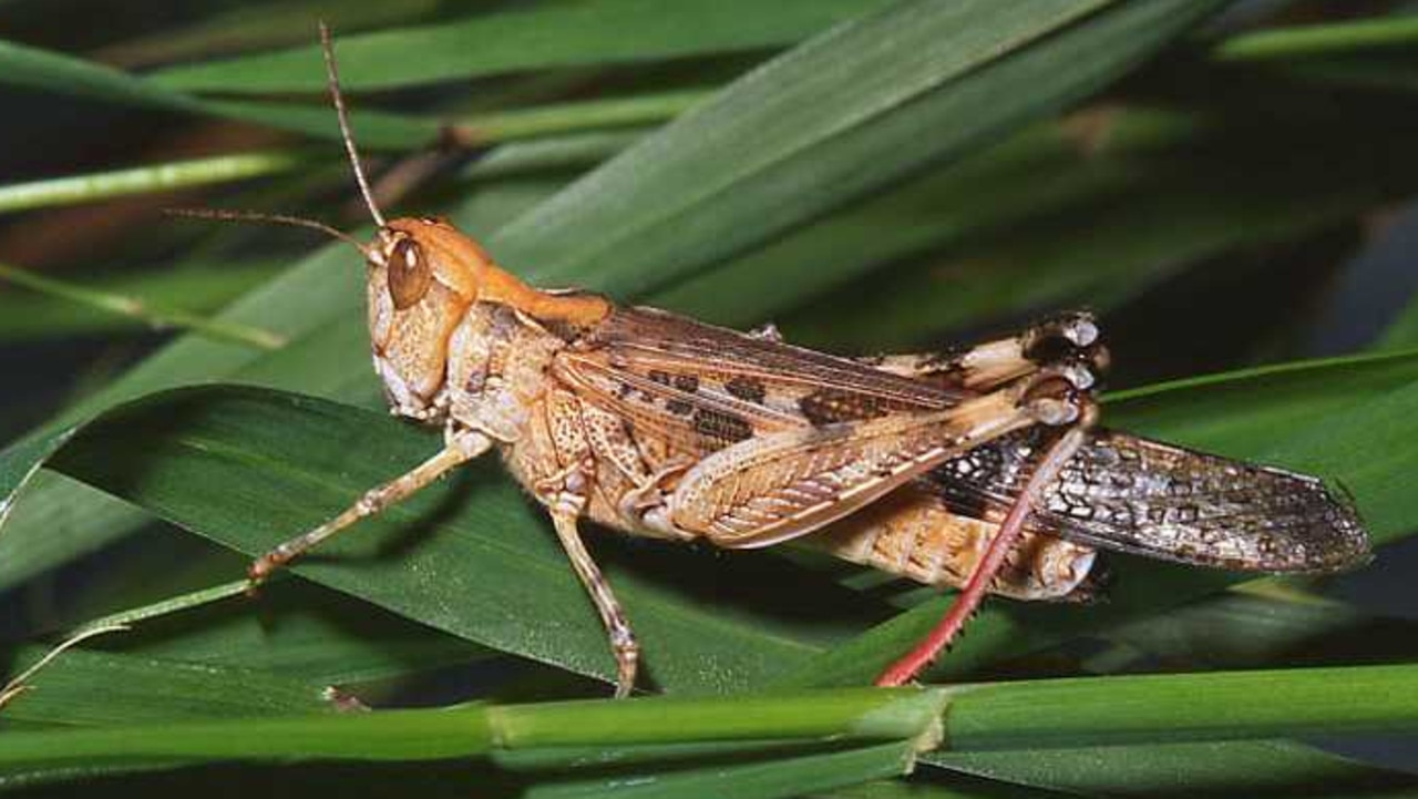 An Australian plague locust.