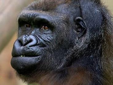 Is this the world’s rudest gorilla?