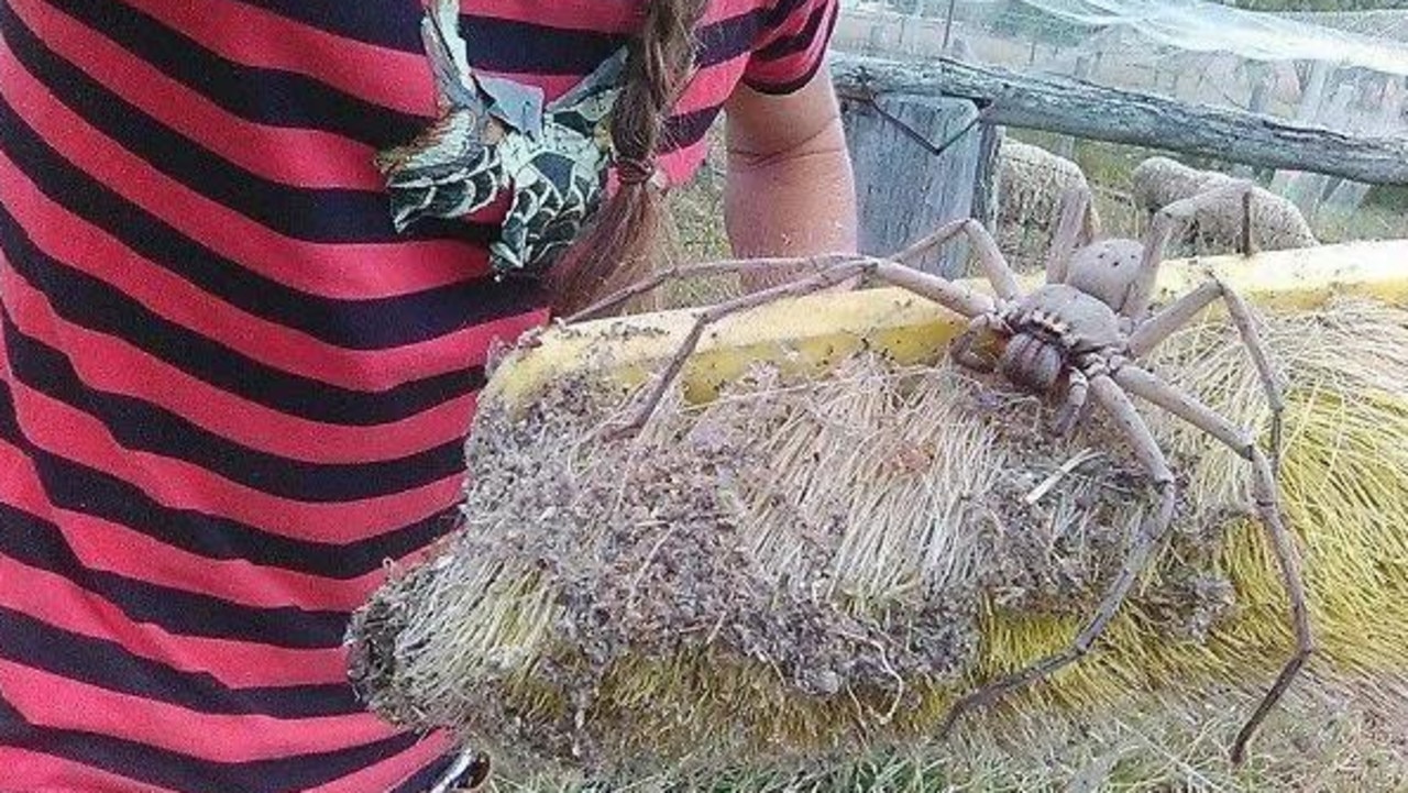 Australian huntsman spiders are huge!