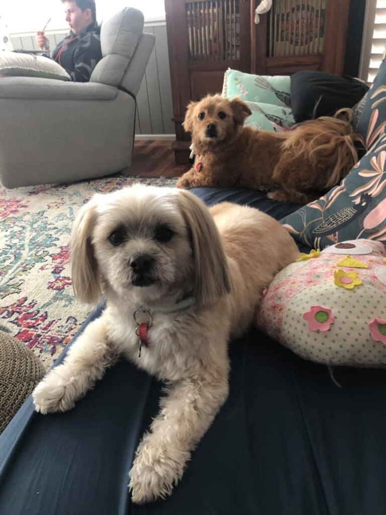 A pair of well-loved pooches. Picture: Helen Giaquinta.