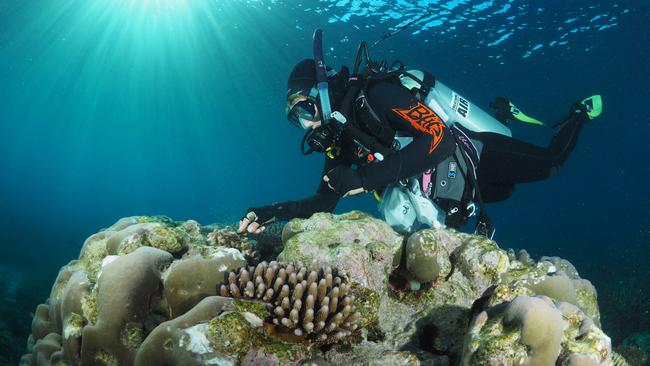 A diver inspects the condition of the whitened corals.