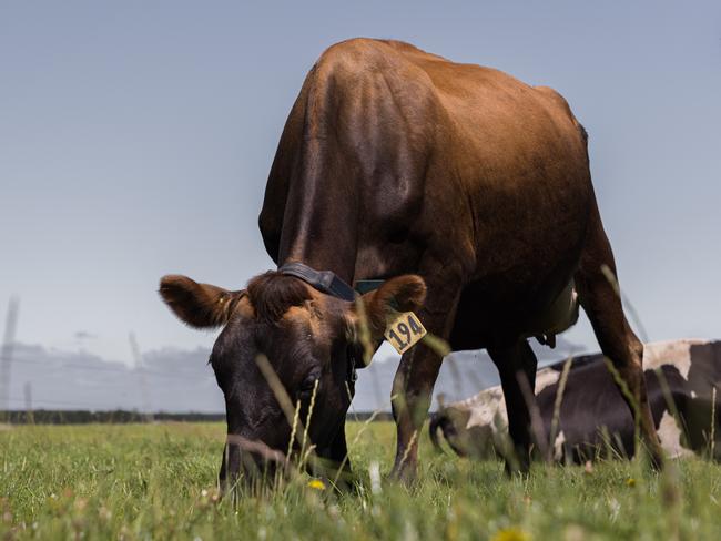 Halter electronic collar on a New Zealand dairy cow