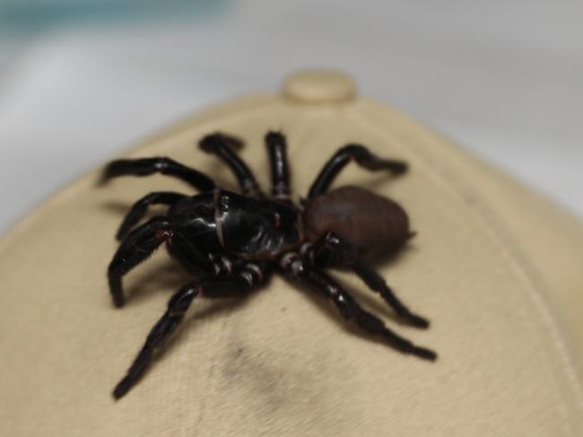 Recent rainy weather combined with intensely humid weather has provided the perfect conditions for funnel web spiders to thrive. This week, the Australian Reptile Park received the BIGGEST funnel web spider they have ever had donated to the program that keepers have dubbed MEGASPIDER. Measuring in at 8cm (the average size is 1-5cm) with fangs that are almost 2cm in length, this sizable spider could bite through a human fingernail., , The Australian Reptile Park regularly encourages members of the public to SAFELY catch funnel web spiders for the Park’s antivenom program.