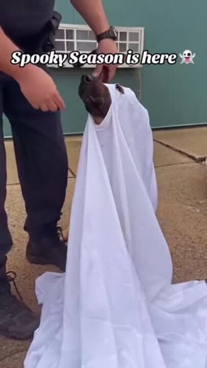 Police K9s Suit Up in Ghost Costumes for 'Spooky Season'