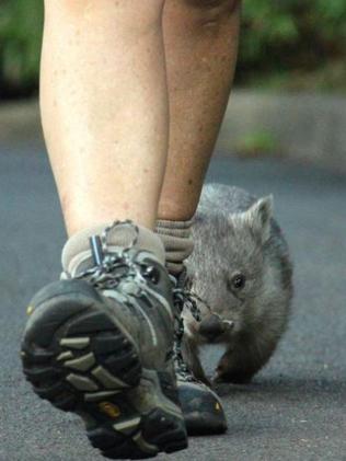 Buddies ... Chloe is always a step behind Evelyn Weston. Picture: Taronga Zoo