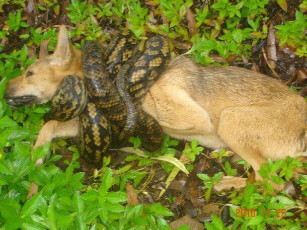 A dingo before it was consumed by a 3.5m scrub python in Cairns a few years ago. Although the dingo was wild, snake catchers say more pets are being taken by python. Picture: Cairns Snake Removals.