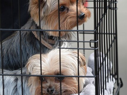 Pistol and Boo leaving Australia in 2015.