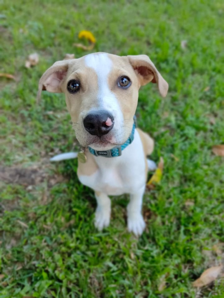 Townsville’s Cutest Dogs – Gallery Three | Townsville Bulletin