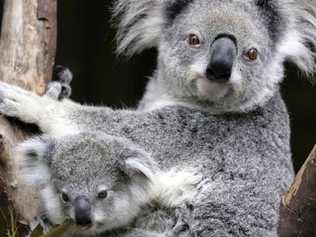 Koala and six week old baby.