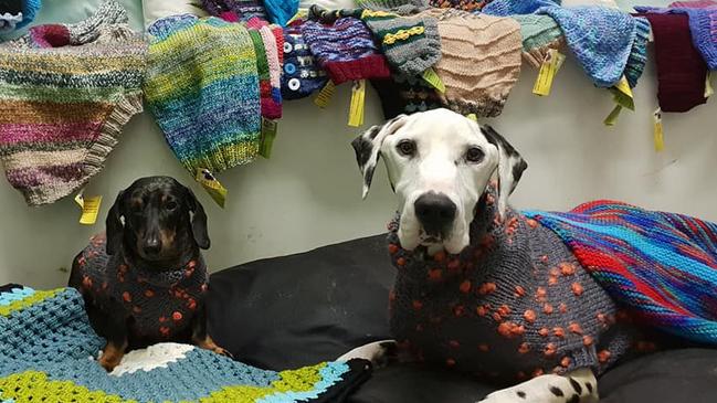 A photo of an unnamed dachshund and Barry the dalmatian posted by Storybook Farm-Sacred Animal Garden on Tuesday March 19th.