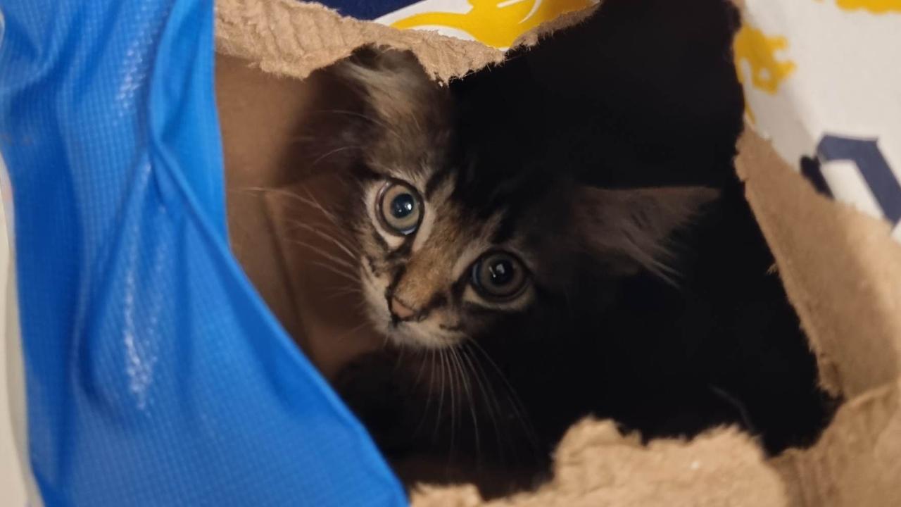 Cali the tabby kitten was dumped in an empty beer carton. Picture: RSPCA WA