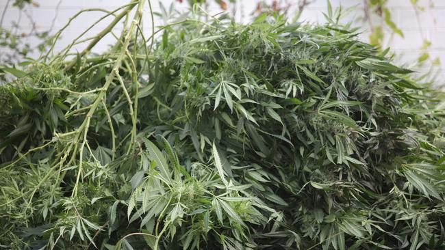 Police seized hundreds of cannabis plants from alleged hydroponic houses in southwest Sydney.