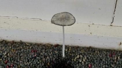 A former tenant at a Taringa property claims they were ignored by the owner after reporting a mushroom growing out of the carpet. Source: shitrentals.org