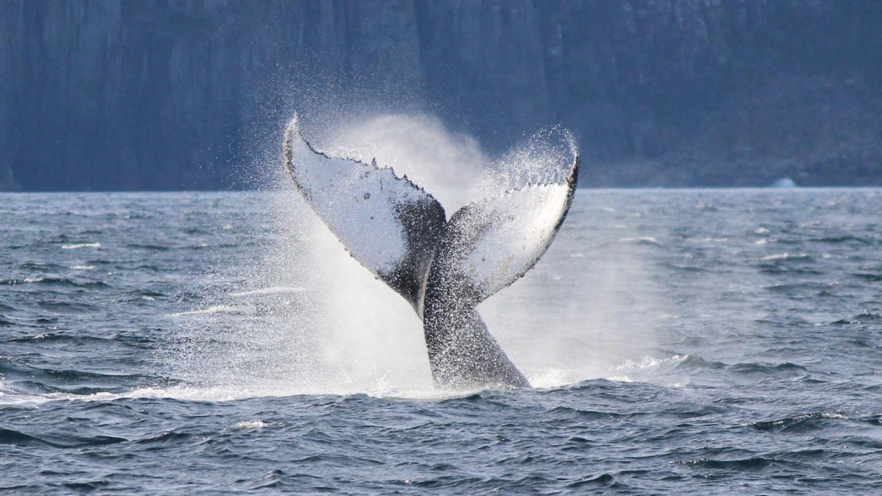 East Coast whale collision leaves five fishermen injured | The Mercury