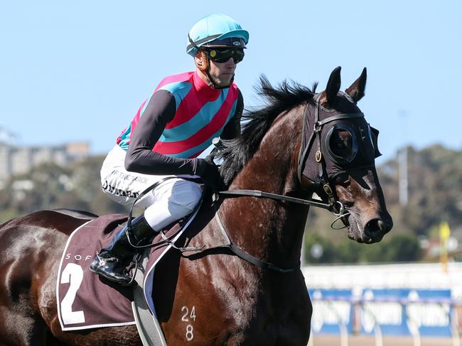 Antino (NZ) ridden by James Orman on the way to the barriers prior to the running of the The Sofitel at Flemington Racecourse on September 16, 2023 in Flemington, Australia. (Photo by George Sal/Racing Photos via Getty Images)