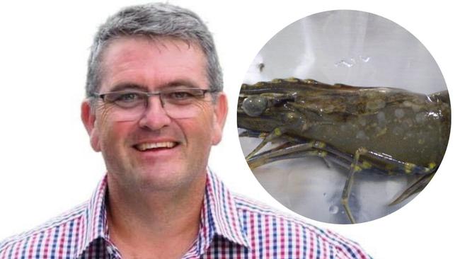 Clarence MP Richie Williamson believes there should be more regulations on uncooked green prawns coming into Australia. Picture: Supplied and (inset) File