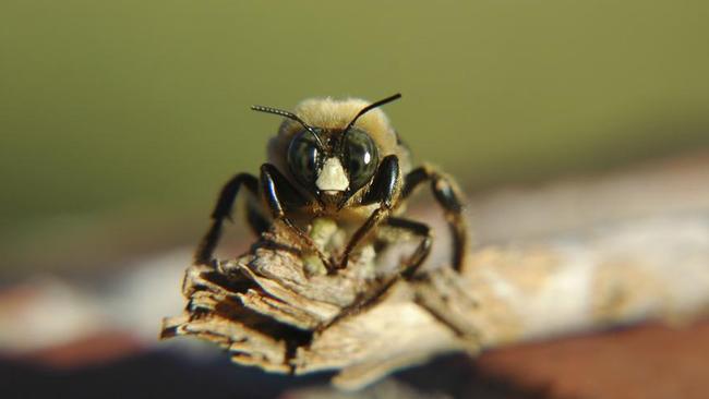 Bees more deadly than marine stingers and snakes in Far North | The ...