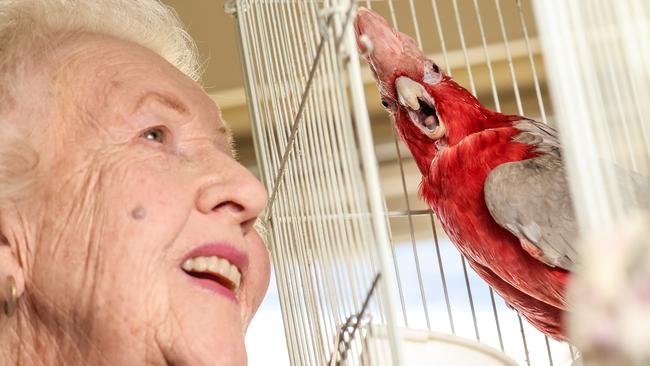 Maureen Gill and her talking galah. Picture: Russell Millard Photography