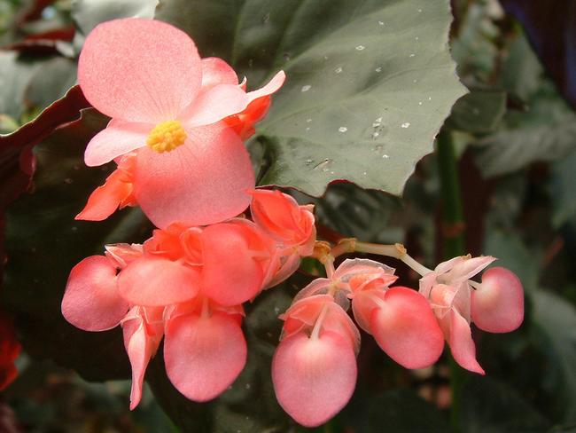 f28garden. Begonia. Gardening Jan 2015