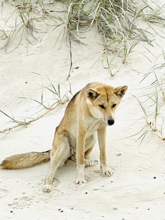 A dingo on K’gari. Photos: Des Houghton