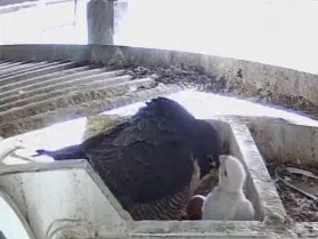 Extra spectator at Accor today – a baby Peregrine Falcon born in the grandstand roof during the week