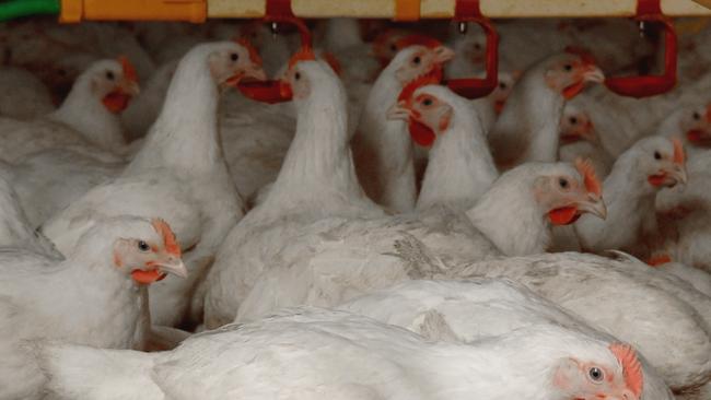 Demand for Ingham’s poultry fell in the 2019-20 financial year. Picture: Australian Chicken Meat Federation