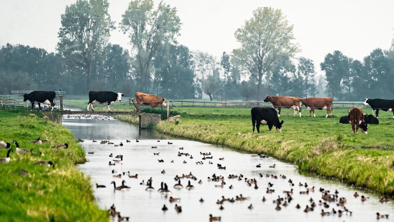 An intensive livestock farm in the Netherlands, where the Royal Dutch Meteorological Institute (KNMI) echoed the UN’s warning Monday when it said that “future scenarios show higher rising in sea levels than before”, ahead of the COP26 climate summit in Glasgow. Picture: ANP/ AFP/Netherlands OUT