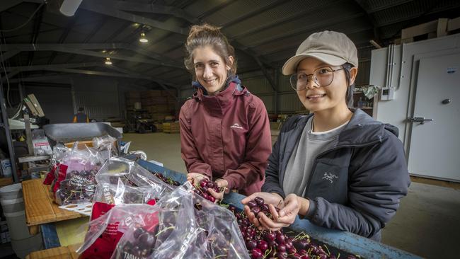 Seasonal workers Sandra Pickl and Elsa Xu packing cherries at Woodstock Orchards. Picture: Chris Kidd