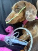 Rosie the puppy during treatment.