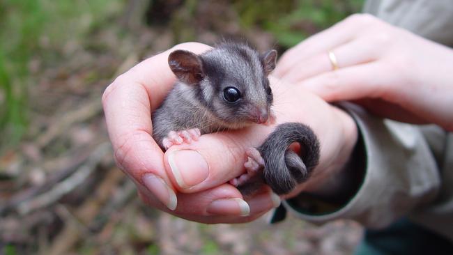 There are about 40 Leadbeater's possums left in the wild. Pictures: Zoos Victoria