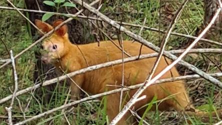 A golden swamp wallaby, usually found on islands in Moreton Bay, photographed at the Nerang National Forest on the Gold Coast. Photograph: Cassandra Brown.