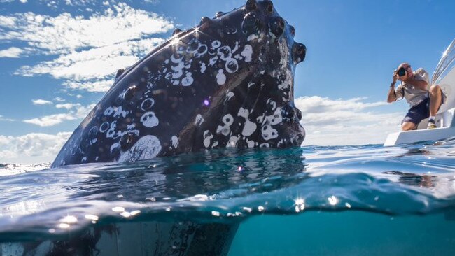 Our whales and water seem to attract a lot of local tourists, as we remain known for our beautiful blue bay.