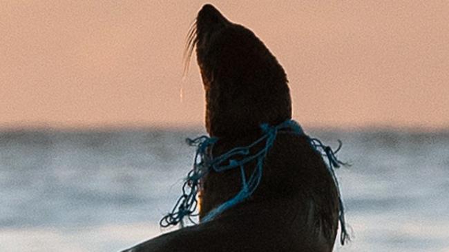 Supplied image of a young male fur seal that was spotted tangled in netting off Shelley Point, in Tasmania's northeast. A young fur seal has escaped a slow and painful death after being freed from a tangled fishing net in Tasmania. The juvenile male was first spotted in distress several weeks ago, but it took until Tuesday afternoon for marine authorities to capture and safely release the mammal. (AAP Image/Tasmanian Department of Primary Industries, Parks, Water and Environment, Marc Lawrence)