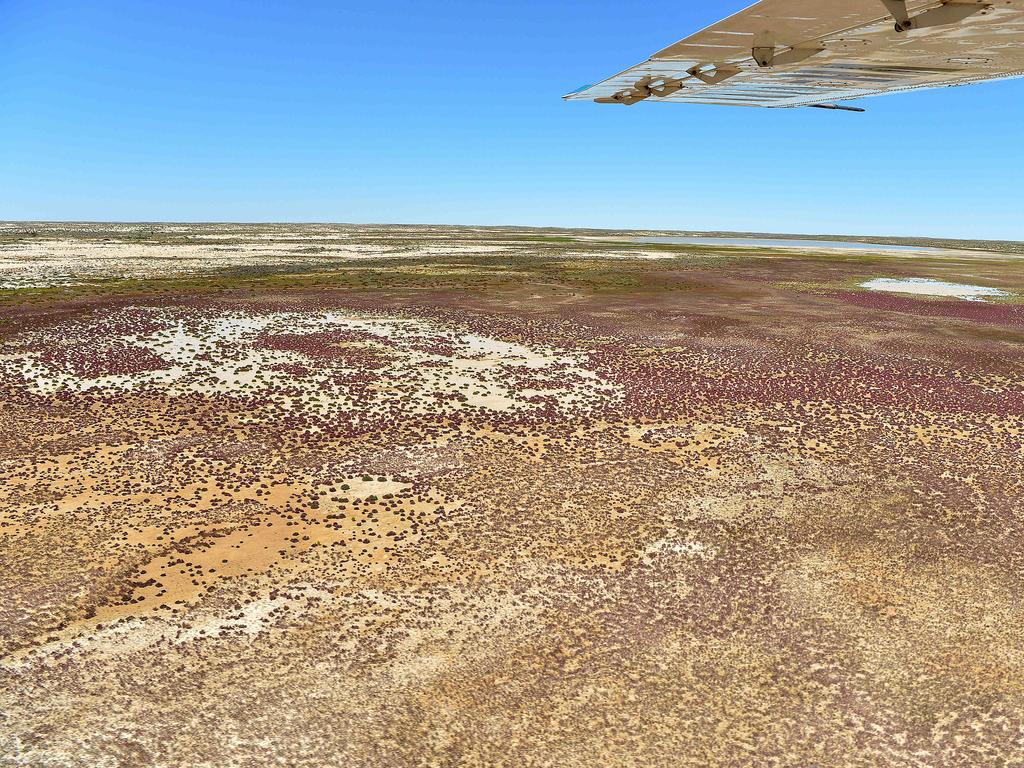 Wildflowers carpet the desert near the north end of Lake Eyre (North), Picture: Bianca De Marchi