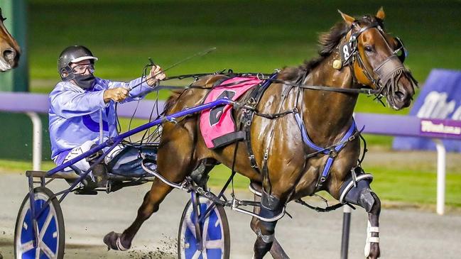 WA Pacing Cup winner Minstrel set for Inter Dominion. Picture: Pacepix