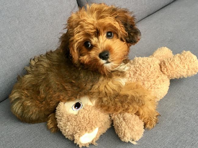 Mocha: This cute-as-a-button pup is a three-month-old “lhasapoo”. See more Mocha moments at @mymatemocha