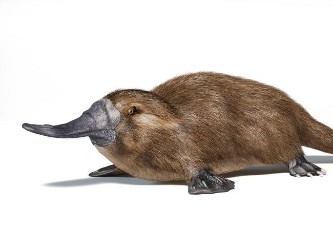 Charles Darwin did not see a kangaroo but he was introduced to the platypus in Australia and later reflected “on the strange character of the Animals of this country as compared with the rest of the World”.