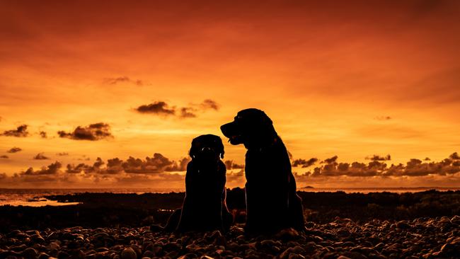 Janice Terrill's photo of Betty (left) and Jet on Grasstree Beach, with the volcanic ash from the Tongan volcano creating a beautiful sunrise. Janice won the Daily Mercury's cover photo competition for the week of February 7-13. Picture: Janice Terrill