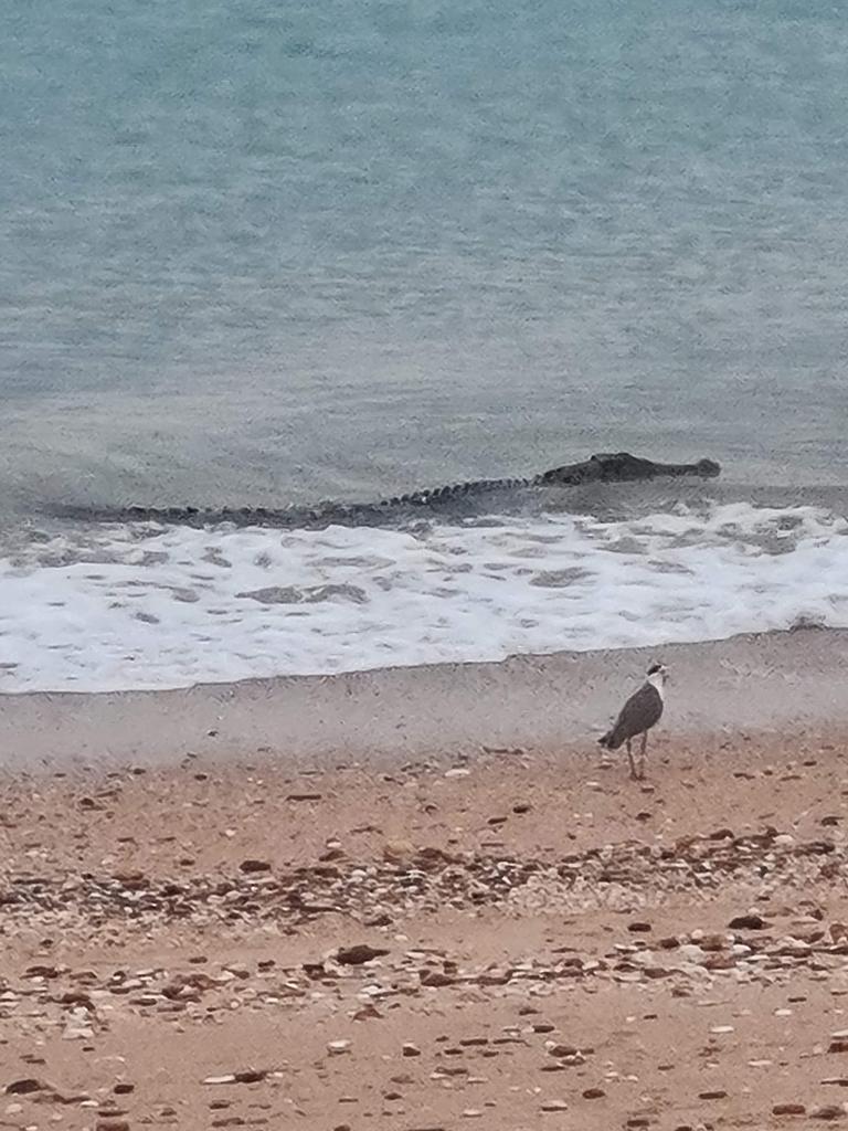 A croc enjoyed the waves at Cullen Bay on Tuesday. Picture: Alishah Douglas