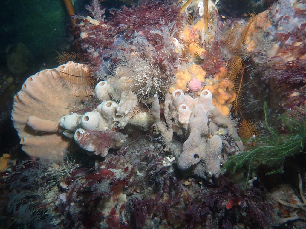 Invertebrate life is abundant in the reserve. Picture: Michael Jacques