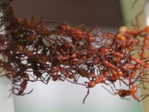 Army ants filmed building moving bridges from their live bodies. Picture: Chris Reid/University of Sydney