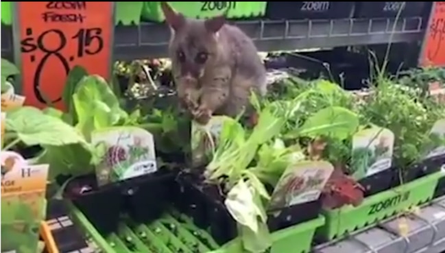 The plant thief was found in the nursery section happily munching on some lettuce.