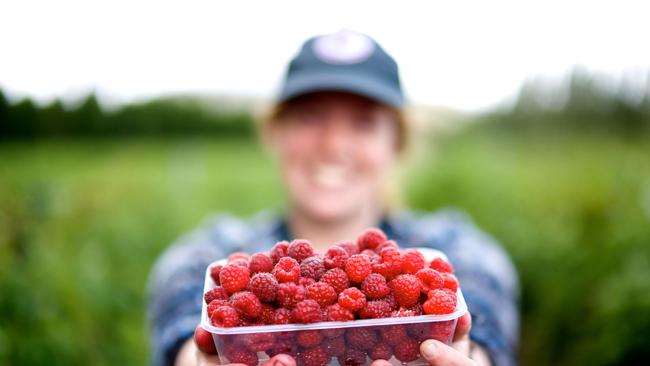 Picking berries at Westerway Raspberry Farm, Tasmania. Picture: Tourism Tasmania