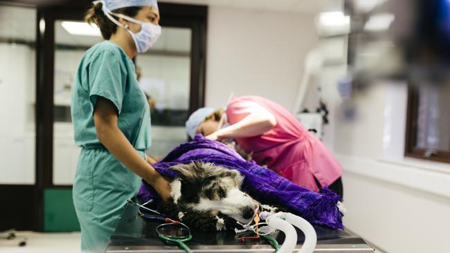 A dog in surgery in a Veterinary Hospital.