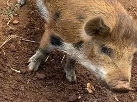 Charlotte the pig has gone missing in the Barossa Valley