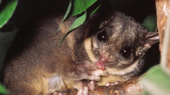Leadbeater's Possum – Photo D Lindenmayer and M Greer