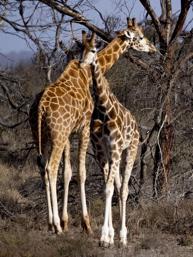 Giraffes at Monarto Safari Resort . 26th May 2025 Picture: Brett Hartwig.