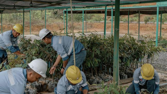 Workers at Bayan Resources tree nursery in Tabang. Picture: Muhammad Fadli/The Wall Street Journal.