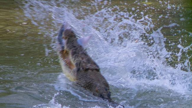 A saltie plays with it’s food … possibly for the cameras. Picture: Kai Elmas